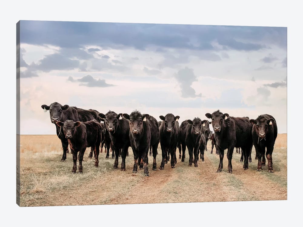 Big Pasture Angus Cows by Teri James 1-piece Art Print