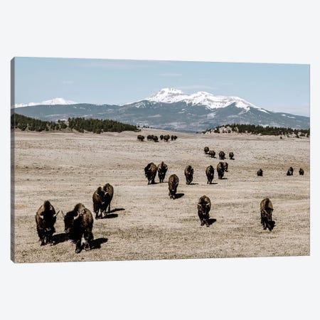 Bison Herd And Mountain Canvas Print #TEJ19} by Teri James Canvas Wall Art