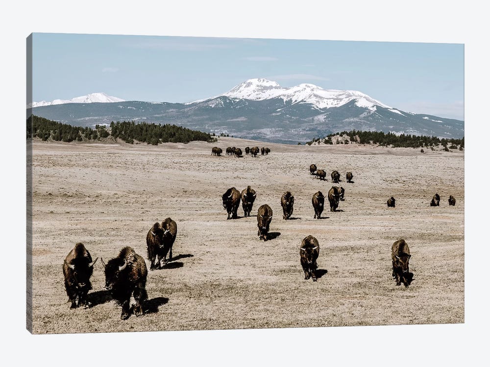 Bison Herd And Mountain by Teri James 1-piece Canvas Artwork