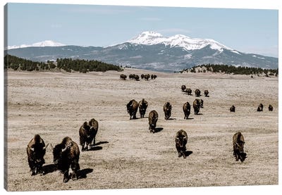 Bison Herd And Mountain Canvas Art Print - Teri James