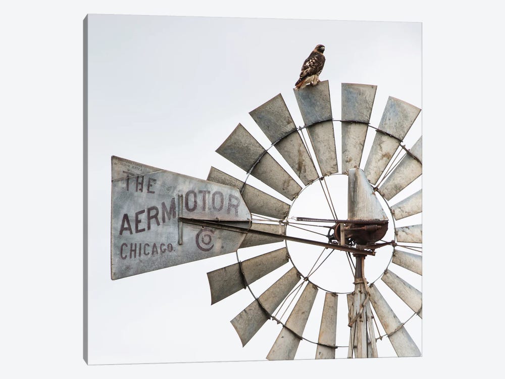 Aermotor Windmill And Hawk by Teri James 1-piece Canvas Artwork