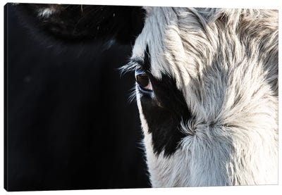Black And White Cow Closeup Canvas Art Print - Teri James