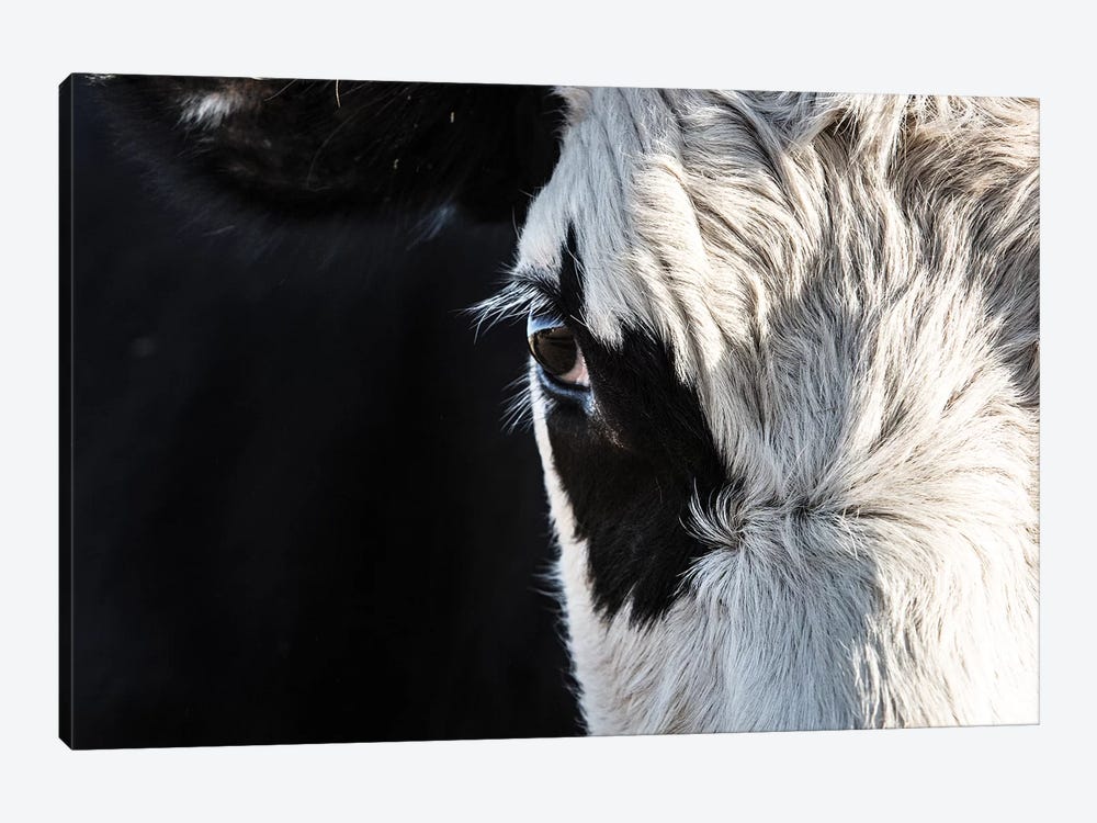 Black And White Cow Closeup by Teri James 1-piece Canvas Artwork