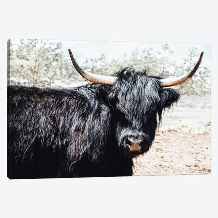 Black Highland Cow Canvas Print #TEJ23} by Teri James Canvas Print