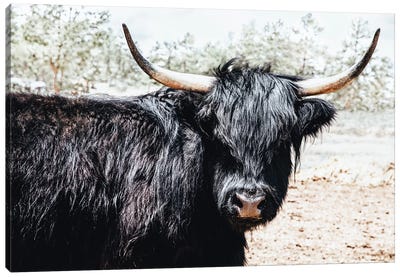 Black Highland Cow Canvas Art Print - Teri James
