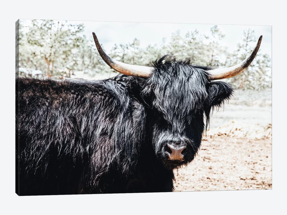 Black Highland Cow by Teri James 1-piece Canvas Print