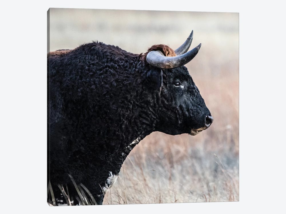 Black Longhorn Sideview by Teri James 1-piece Canvas Wall Art