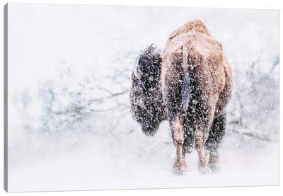 Buffalo In Blizzard Canvas Art Print - Buffalo Art