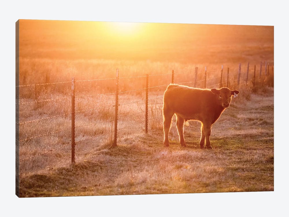 Calf And Fence by Teri James 1-piece Canvas Art Print