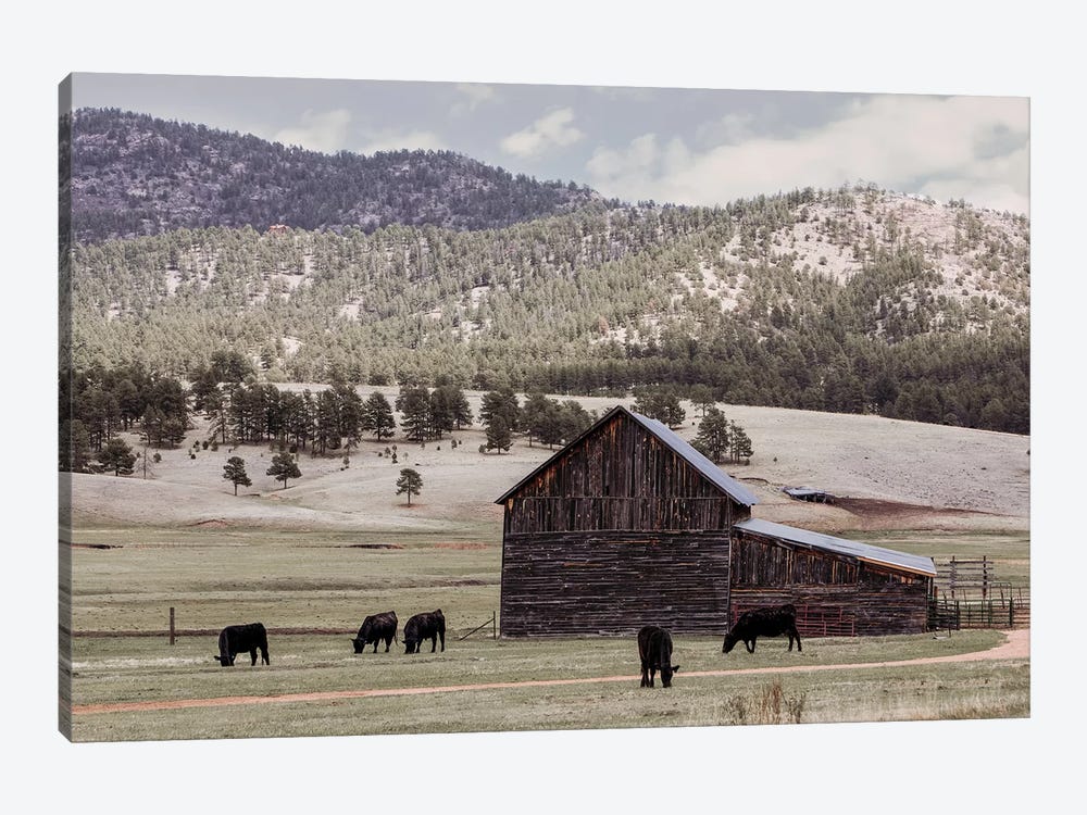 Angus And Old Barn by Teri James 1-piece Canvas Print