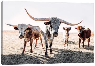 Four Longhorns Canvas Art Print - Cow Art