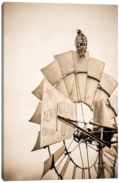 Hawk And Windmill Tan Canvas Art Print - Watermill & Windmill Art