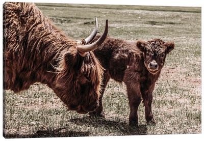 Highland Cow And Calf Canvas Art Print - Teri James