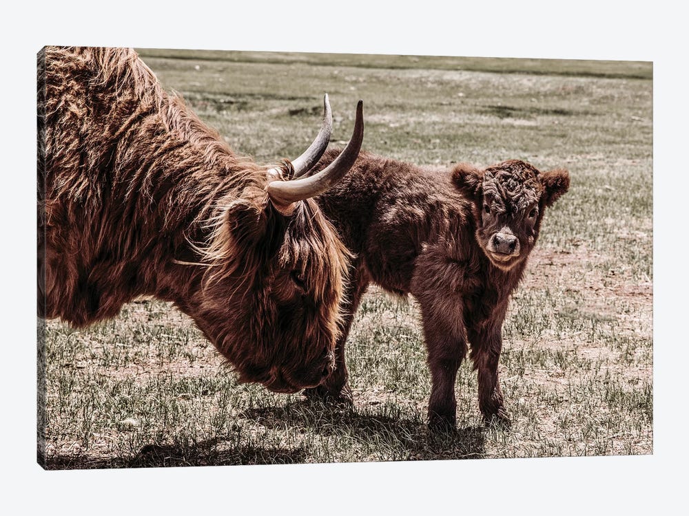 Highland Cow And Calf by Teri James 1-piece Canvas Print