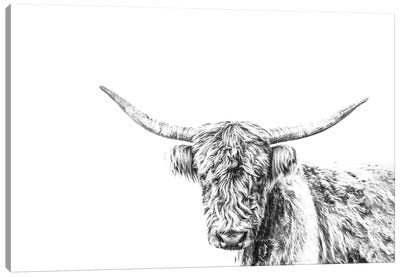 Highland Cow On White Canvas Art Print - Highland Cow Art