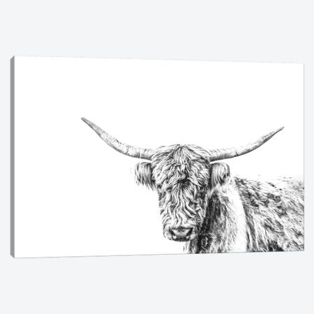 Highland Cow On White Canvas Print #TEJ39} by Teri James Canvas Artwork