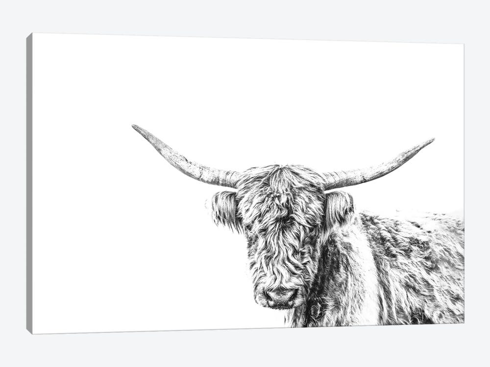 Highland Cow On White by Teri James 1-piece Canvas Wall Art