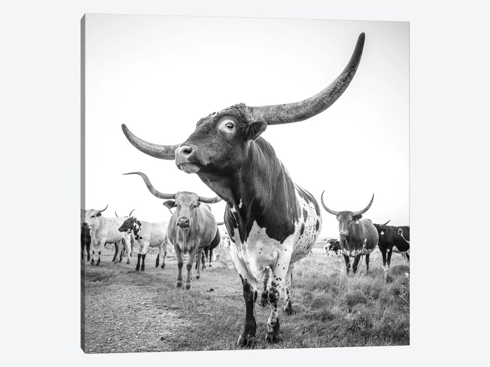 Longhorn Bull Bw Square by Teri James 1-piece Canvas Artwork