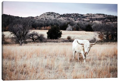 Longhorn Bull White Canvas Art Print - Teri James