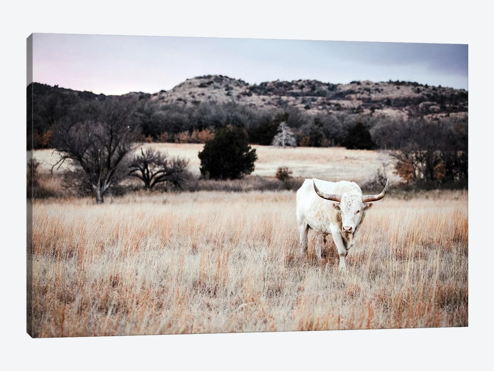Longhorn Bull White by Teri James 1-piece Canvas Art Print