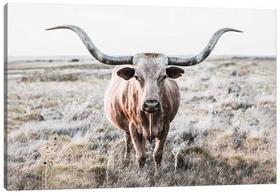 Longhorn Cow Closeup Canvas Art Print - Country Décor