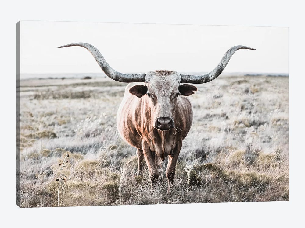 Longhorn Cow Closeup by Teri James 1-piece Canvas Artwork