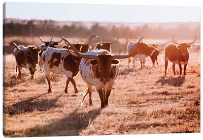 Longhorn Cow Herd Canvas Art Print - Teri James
