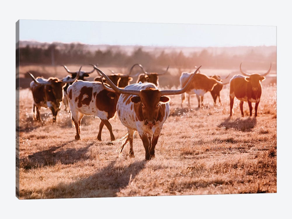 Longhorn Cow Herd by Teri James 1-piece Canvas Art Print
