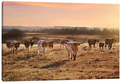Longhorn Herd At Sunset Canvas Art Print - Teri James