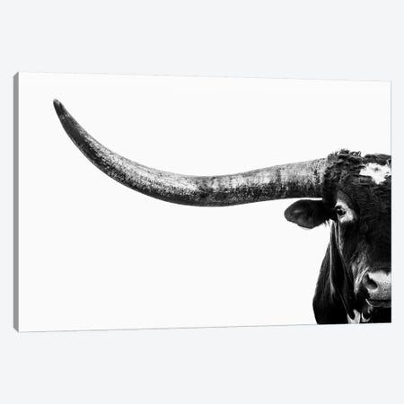 Longhorn Horn Black And White Canvas Print #TEJ50} by Teri James Canvas Wall Art