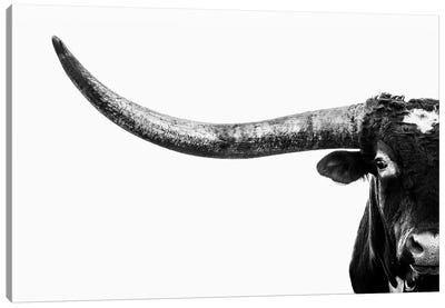 Longhorn Horn Black And White Canvas Art Print - Black & White Photography