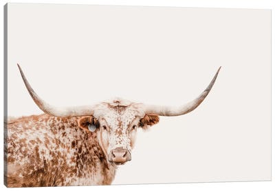 Longhorn On Tan Canvas Art Print - Cow Art