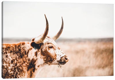 Longhorn Side View Canvas Art Print - Cow Art