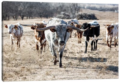 Longhorns Led By Gray Bull Canvas Art Print - Cow Art