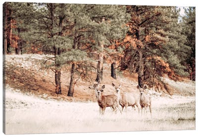 Mule Deer And Trees Canvas Art Print - Teri James