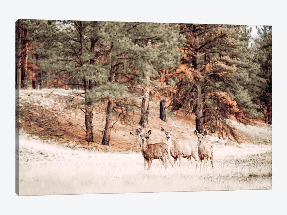 Mule Deer And Trees by Teri James 1-piece Canvas Wall Art