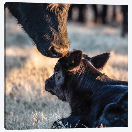 Angus Calf And Cow Nose Canvas Print #TEJ5} by Teri James Art Print