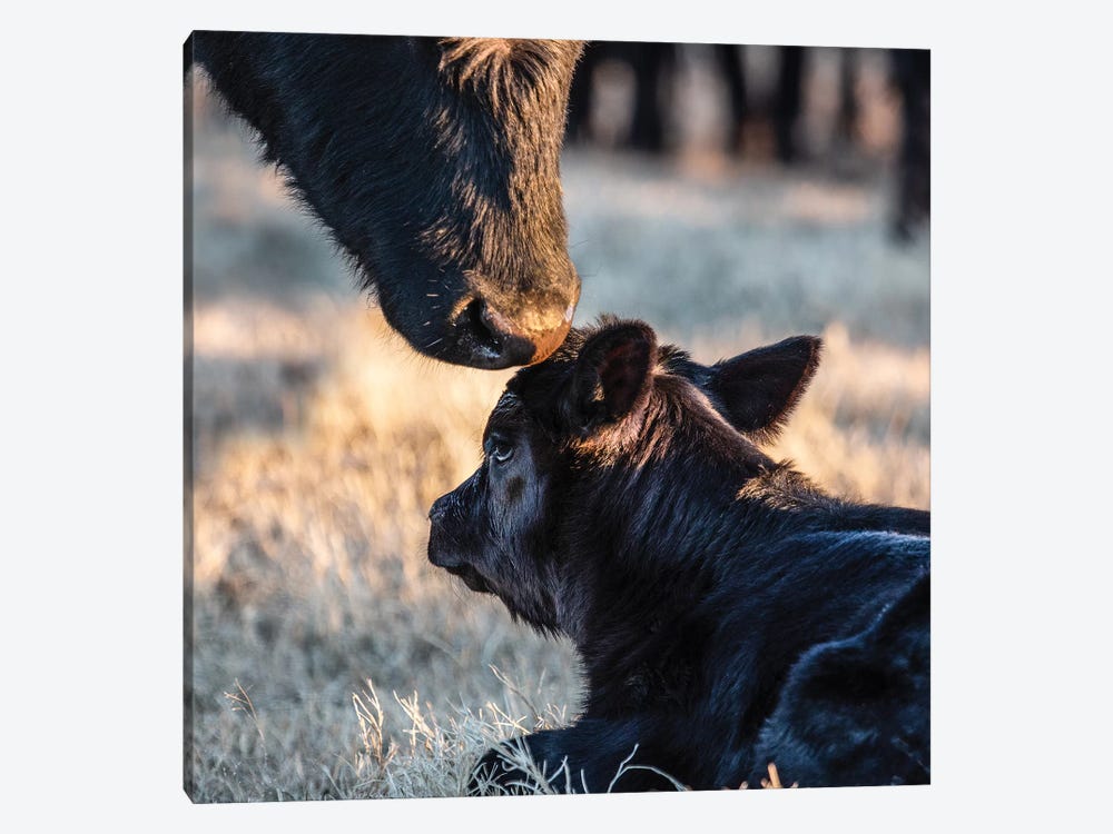 Angus Calf And Cow Nose by Teri James 1-piece Canvas Artwork