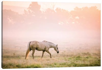 Palomino Horse At Sunrise Canvas Art Print - Teri James