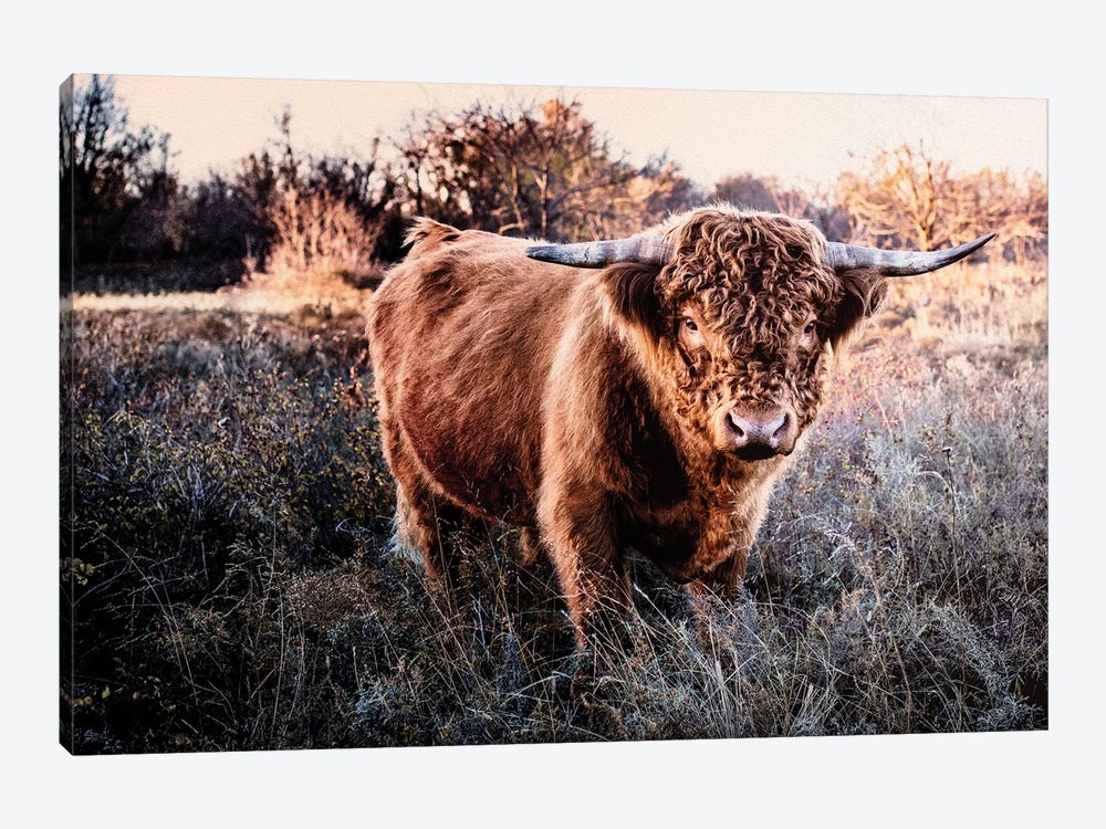Red Highland Bull by Teri James 1-piece Canvas Print