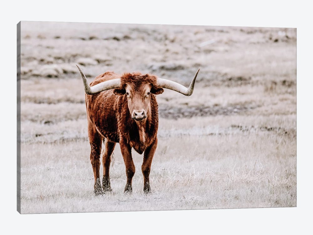 Red Longhorn by Teri James 1-piece Canvas Wall Art
