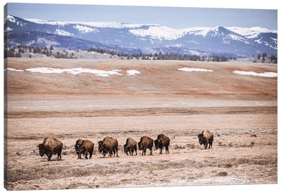 Rocky Mountain Buffalo Canvas Art Print - Bison & Buffalo Art