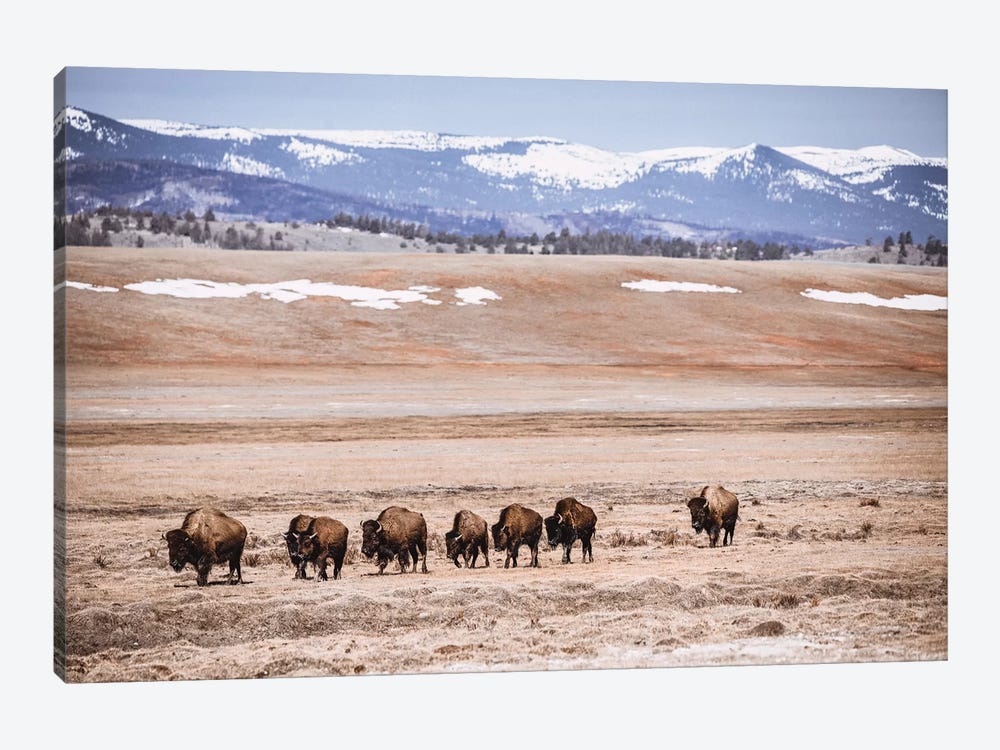 Rocky Mountain Buffalo by Teri James 1-piece Canvas Print