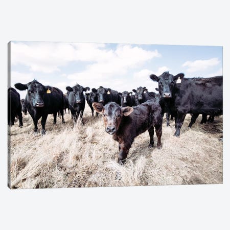 Angus Calf And His Herd Canvas Print #TEJ6} by Teri James Canvas Print