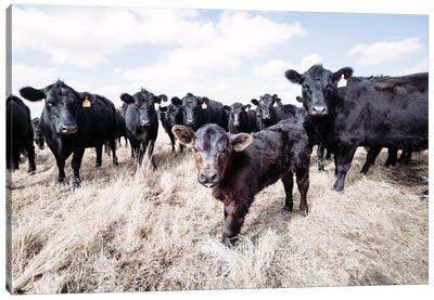 Angus Calf And His Herd Canvas Art Print - Cow Art