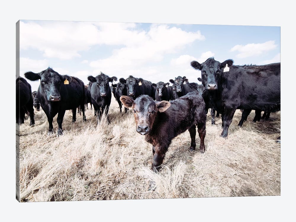 Angus Calf And His Herd 1-piece Art Print