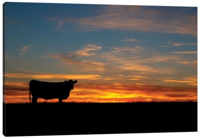 Sunset Cow Canvas Art Print - Teri James