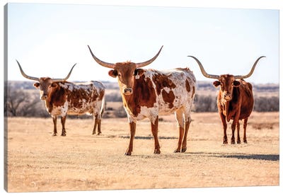 Three Longhorns Canvas Art Print - Cow Art