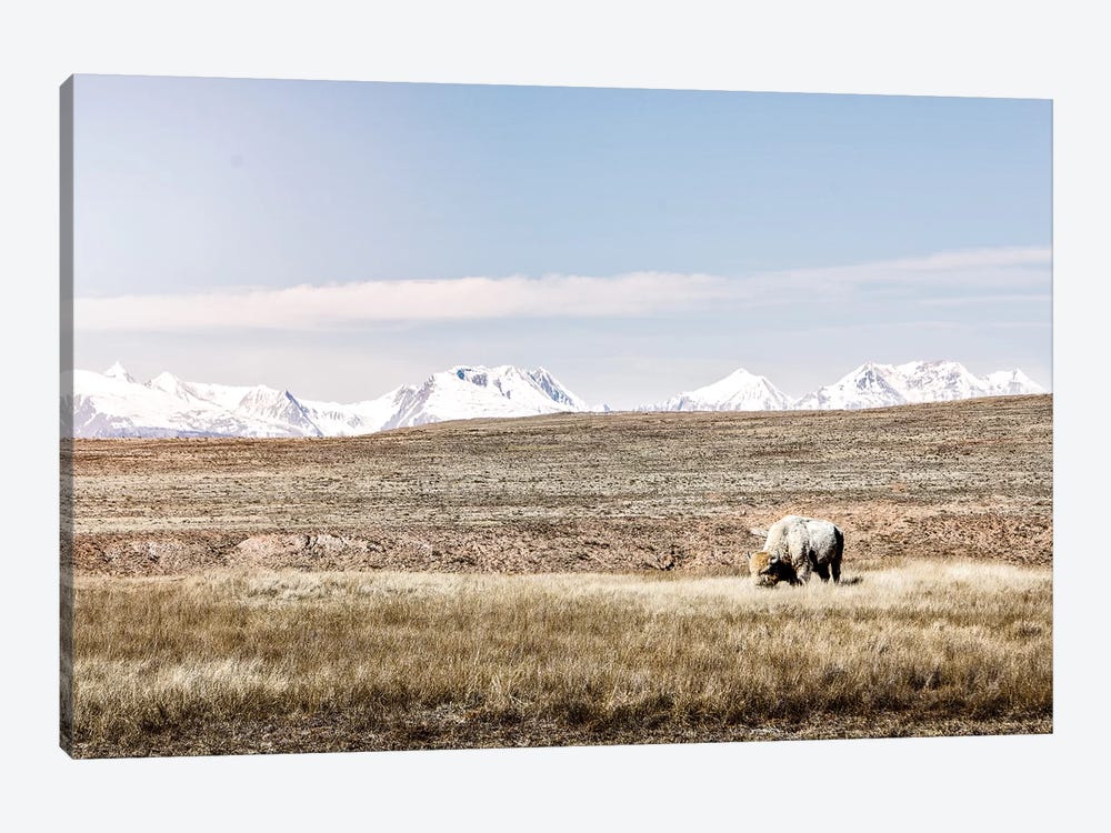 White Buffalo And Mountains by Teri James 1-piece Canvas Print