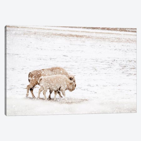 White Buffalo Cow And Calf In Snow Canvas Print #TEJ75} by Teri James Canvas Print